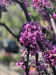 Cercis