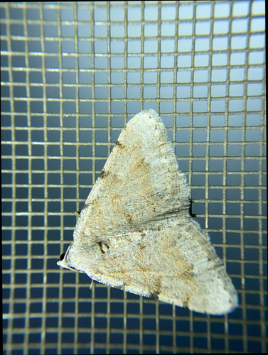 iNaturalist observation photo of Creosote Moth