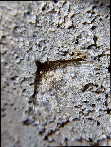 iNaturalist observation photo of Carpet Moths