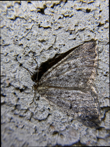 iNaturalist observation photo of Butterflies and Moths