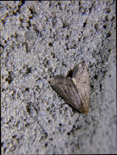 iNaturalist observation photo of Dasyblemma straminea
