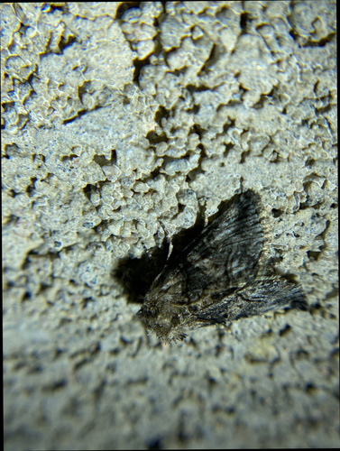iNaturalist observation photo of Cutworm Moths and Allies