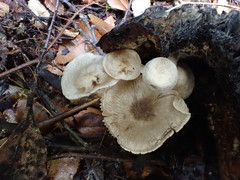 Asterophora mirabilis