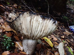 Asterophora mirabilis