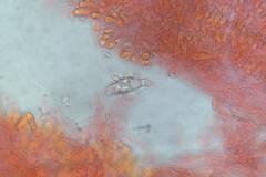 Asterophora mirabilis