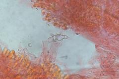 Asterophora mirabilis