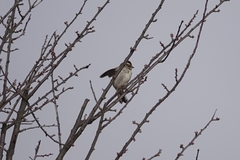 Emberiza pusilla