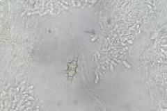 Asterophora mirabilis