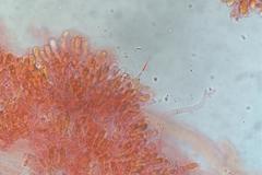 Asterophora mirabilis