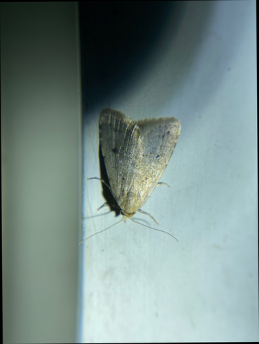 iNaturalist observation photo of Dasyblemma straminea