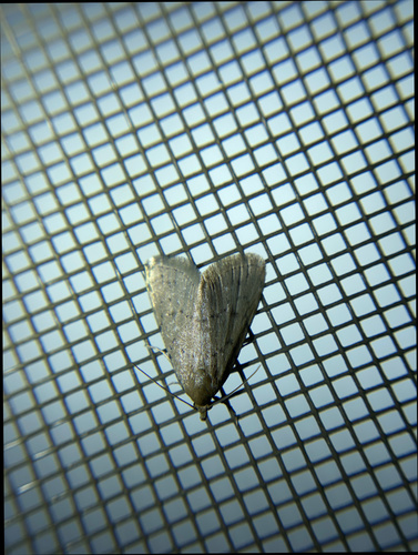 iNaturalist observation photo of Dasyblemma straminea