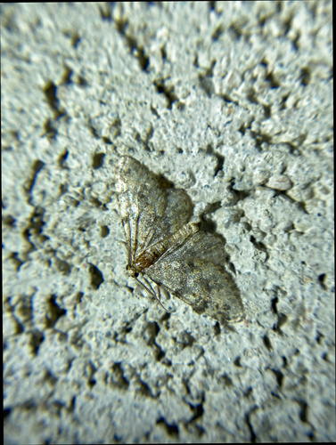 iNaturalist observation photo of Geometer Moths
