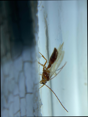iNaturalist observation photo of Brachycistidinae