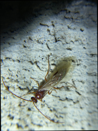iNaturalist observation photo of Brachycistidinae