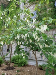 Davidia involucrata