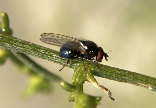 iNaturalist observation photo of Lonchaea
