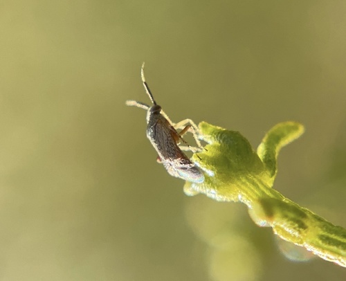 iNaturalist observation photo of True Bugs