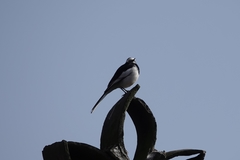 Motacilla alba