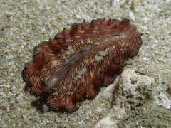 Pseudobiceros fulgor