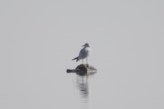 Chroicocephalus ridibundus