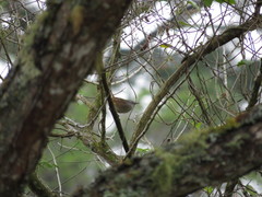 Cantorchilus modestus