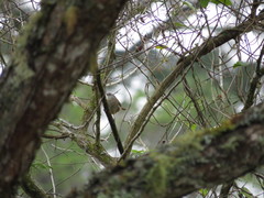 Cantorchilus modestus