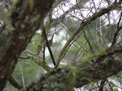 Cantorchilus modestus