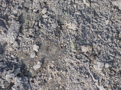 Diplacodes trivialis