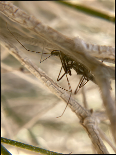 iNaturalist observation photo of Four-spurred Assassin Bug