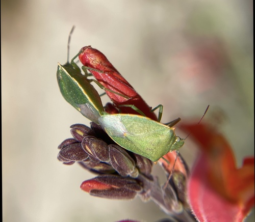 iNaturalist observation photo of Thyanta