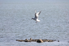 Chroicocephalus ridibundus