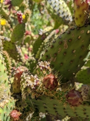 Opuntia puberula