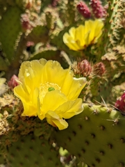 Opuntia puberula