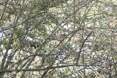 Emberiza spodocephala
