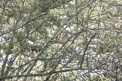 Emberiza spodocephala