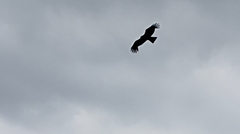 Milvus migrans formosanus