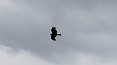 Milvus migrans formosanus