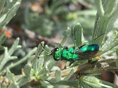 Chrysura