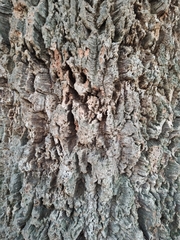 Quercus suber