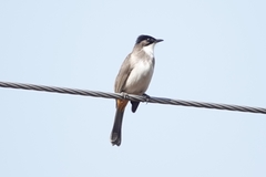 Pycnonotus xanthorrhous