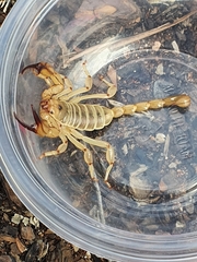 Urodacus yaschenkoi