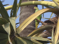 Psittacula krameri