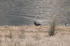 Corvus corone