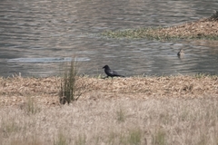 Corvus corone