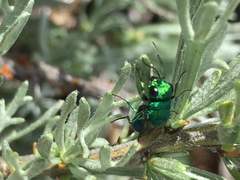 Chrysura