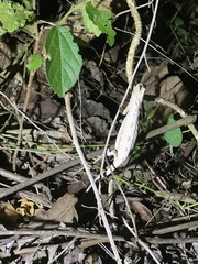 Rieppeleon kerstenii