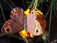 Lasiommata schakra