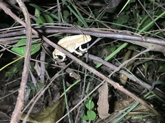 Rieppeleon kerstenii