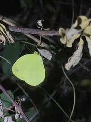 Eurema floricola