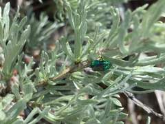 Chrysura